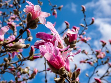 Yıldız manolyasının pembe yıldız şeklindeki çiçekleri - Magnolia stellata cultivar 'Rosea' parlak mavi gökyüzü arkaplanı ile parlak güneş ışığı altında