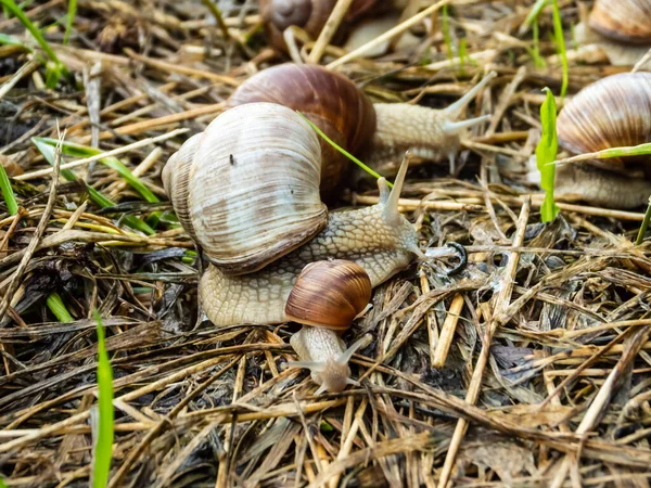 成年和年轻的罗马蜗牛或勃艮第蜗牛 Helix Pomatia 夏天一起生活在干旱和绿色的植被中 母亲和儿童概念 — 图库照片