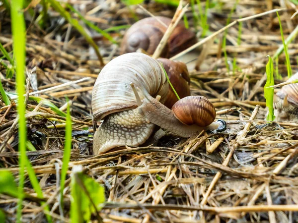 Взрослая Молодая Римская Улитка Бургундская Улитка Helix Pomatia Вместе Земле — стоковое фото