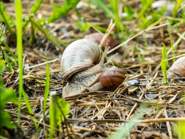 成年和年轻的罗马蜗牛或勃艮第蜗牛 Helix Pomatia 夏天一起生活在干旱和绿色的植被中 母亲和儿童概念 — 图库照片