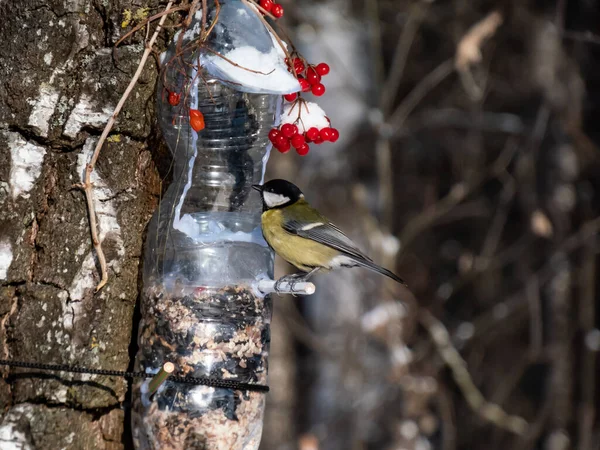 Great Tit Parus Major Visiting Bird Feeder Made Reused Plastic — Stok fotoğraf