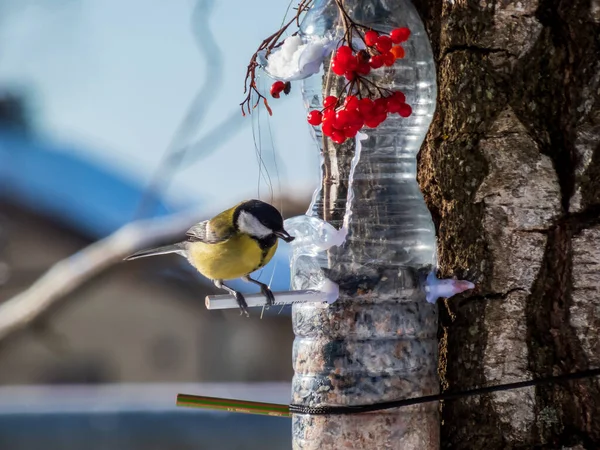 Great Tit Parus Major Visiting Bird Feeder Made Reused Plastic — Stock fotografie