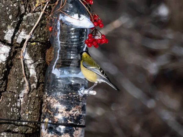 Great Tit Parus Major Visiting Bird Feeder Made Reused Plastic — Foto Stock