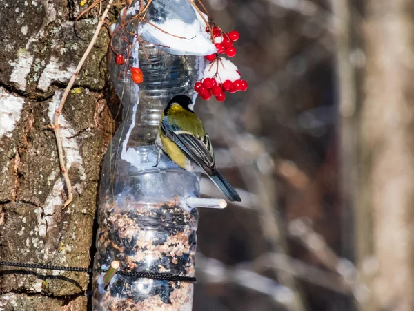 Great Tit Parus Major Visiting Bird Feeder Made Reused Plastic — Foto Stock