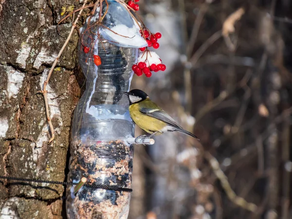 Great Tit Parus Major Visiting Bird Feeder Made Reused Plastic — Foto Stock