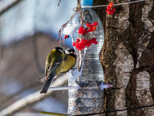 Two Great Tits Parus Major Visiting Bird Feeder Made Reused — Foto de Stock