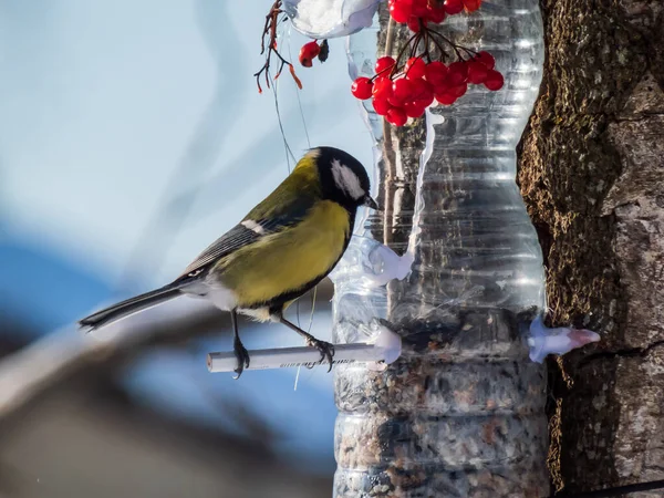 Great Tit Parus Major Visiting Bird Feeder Made Reused Plastic — 图库照片