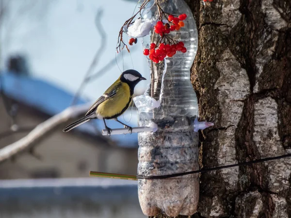 Great Tit Parus Major Visiting Bird Feeder Made Reused Plastic — 图库照片