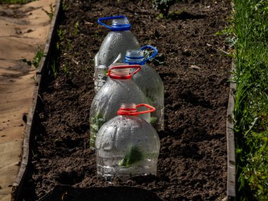 Bitkisel kabak ve kabak filizleri büyüyen yeşil fidanlar. Parlak güneş ışığında bahçede kesilmiş plastik su şişesinden yapılmış DIY serası ile kaplanmış kabak. Şişede yoğunlaşma