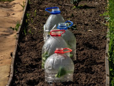 Bitkisel kabak ve kabak filizleri büyüyen yeşil fidanlar. Parlak güneş ışığında bahçede kesilmiş plastik su şişesinden yapılmış DIY serası ile kaplanmış kabak. Şişede yoğunlaşma