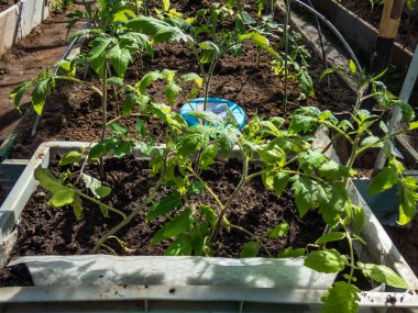 Seradaki saksılarda yetişen taze domates fideleri. Sebze fideleri. Bahçıvanlık