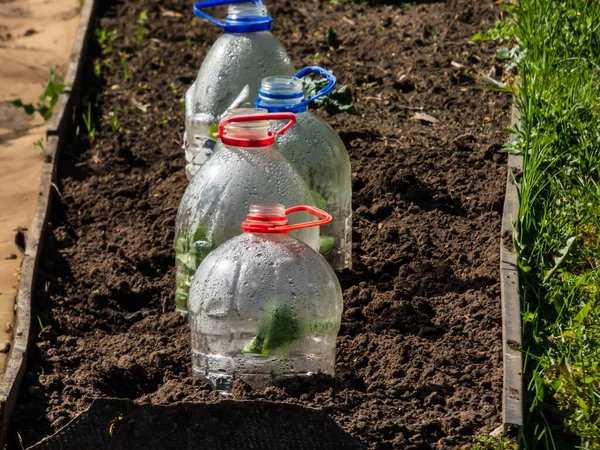 Bitkisel kabak ve kabak filizleri büyüyen yeşil fidanlar. Parlak güneş ışığında bahçede kesilmiş plastik su şişesinden yapılmış DIY serası ile kaplanmış kabak. Şişede yoğunlaşma