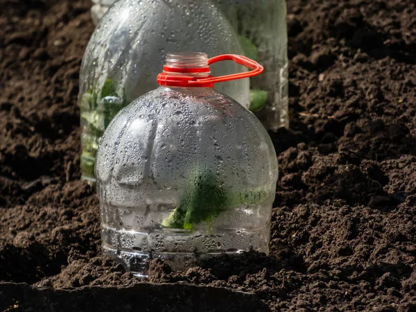 Bitkisel kabak ve kabak filizleri büyüyen yeşil fidanlar. Parlak güneş ışığında bahçede kesilmiş plastik su şişesinden yapılmış DIY serası ile kaplanmış kabak. Şişede yoğunlaşma