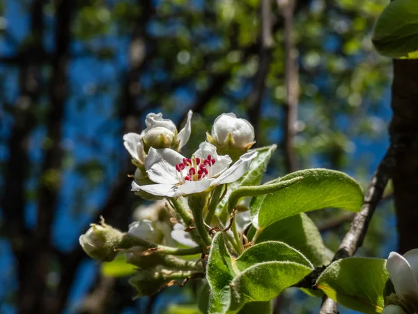 Armut Dalında Güzel Bir Makro Çiçek Beyaz Taç Yapraklı Çiçekler — Stok fotoğraf