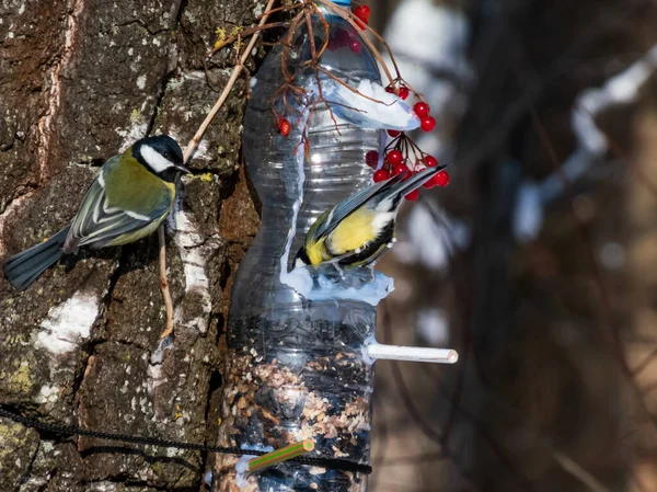 Great Tit Parus Major Visiting Bird Feeder Made Reused Plastic — Stok fotoğraf