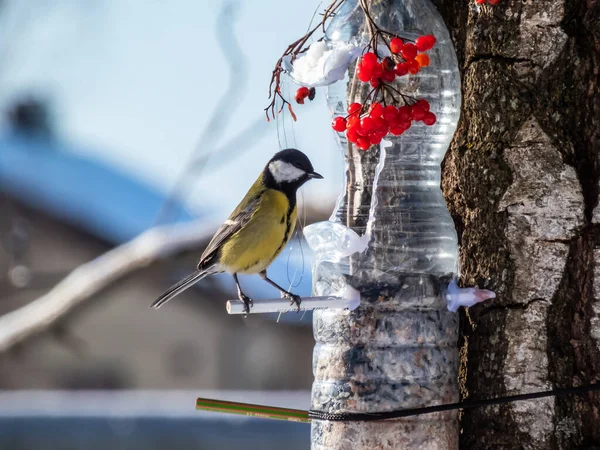 Great Tit Parus Major Visiting Bird Feeder Made Reused Plastic — Stock fotografie