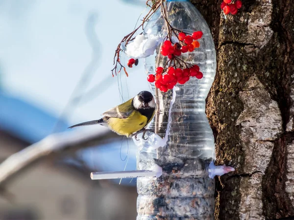 Great tit (Parus major) visiting bird feeder made from reused plastic bottle full with grains and sunflower seeds in a winter day. DIY feeder made from bottle, pencils, hot glue hanging in the tree
