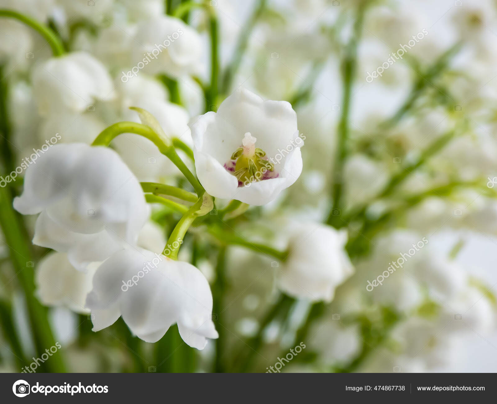 Foto Fiori A Forma Di Campana Immagini Fiori A Forma Di Campana Da Scaricare Foto Stock Depositphotos