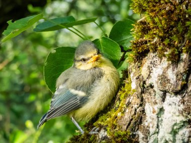 Beautiful, small Eurasian Blue Tit (Cyanistes caeruleus or Parus caeruleus) chick sitting on a tree in a park with green background