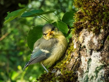 Beautiful, small Eurasian Blue Tit (Cyanistes caeruleus or Parus caeruleus) chick sitting on a tree in a park with green background