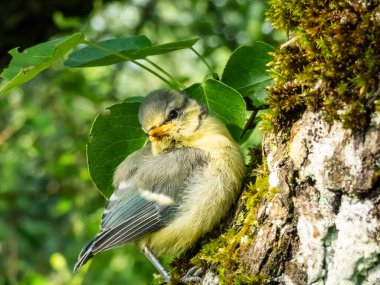 Beautiful, small Eurasian Blue Tit (Cyanistes caeruleus or Parus caeruleus) chick sitting on a tree in a park with green background