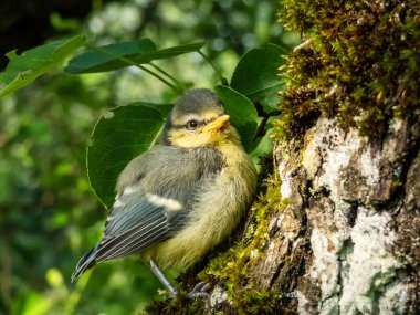 Beautiful, small Eurasian Blue Tit (Cyanistes caeruleus or Parus caeruleus) chick sitting on a tree in a park with green background