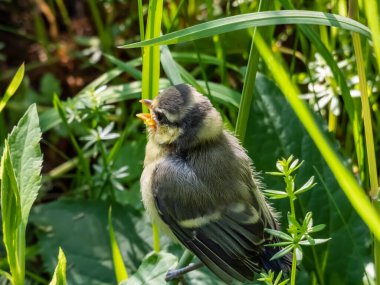 Beautiful, small Eurasian Blue Tit (Cyanistes caeruleus or Parus caeruleus) chick sitting in the grass with green background