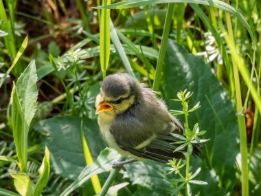 Beautiful, small Eurasian Blue Tit (Cyanistes caeruleus or Parus caeruleus) chick sitting in the grass with green background