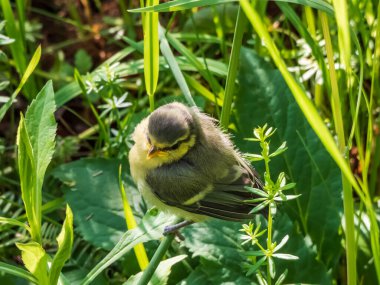 Beautiful, small Eurasian Blue Tit (Cyanistes caeruleus or Parus caeruleus) chick sitting in the grass with green background
