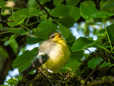 Beautiful, small Eurasian Blue Tit (Cyanistes caeruleus or Parus caeruleus) chick sitting on a tree in a park with green background