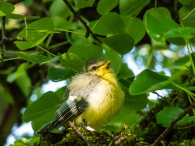Beautiful, small Eurasian Blue Tit (Cyanistes caeruleus or Parus caeruleus) chick sitting on a tree in a park with green background