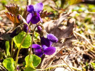 Erken bahar habercileri - koyu mor çiçekler tatlı menekşe veya ahşap menekşe (Viola odorata) ormanda açık yeşil ve kuru yapraklar arasında parlak güneş ışığı altında