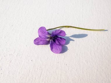 Erken bahar habercilerinin Macro çekimi - koyu mor çiçekler tatlı menekşe veya ahşap menekşe (Viola odorata) parlak güneş ışığı arka planında beyaz tuval üzerine izole edilmiş