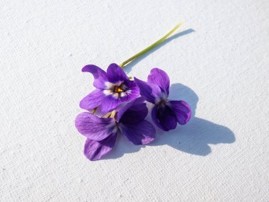 Erken bahar habercilerinin Macro çekimi - koyu mor çiçekler tatlı menekşe veya ahşap menekşe (Viola odorata) parlak güneş ışığı arka planında beyaz tuval üzerine izole edilmiş