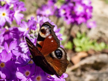Güzel renkli kelebeğin makro çekimi - Avrupa tavus kuşu ya da tavus kuşu kelebeği (Aglais io) kısmen kapalı kanatlı mor çiçek üzerinde. Kanatlar kırmızı, kanat uçları siyah, mavi ve sarı göz kapakları var.