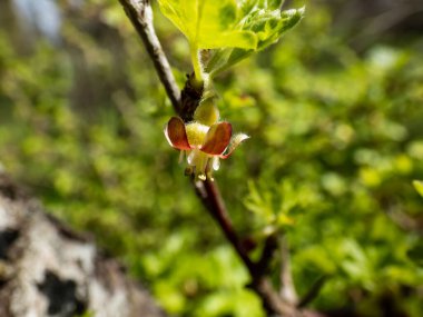Güzel, detaylı bektaşi üzümü (Ribes uva-crispa) yeşil ve kırmızı çiçekli, bulanık yeşil bokeh arkaplan. Sığ alan derinliği