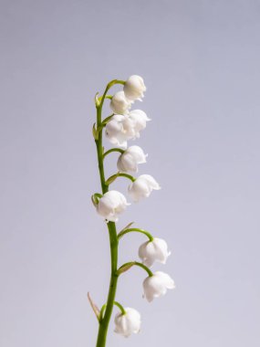 Vadideki Zambak 'ın (Convallaria majalis) tatlı kokulu, çan şeklinde beyaz çiçekleri parlak güneş ışığında beyaz arka planda izole edilmiş yakın çekim makro çekimi. Zarif çiçek arkaplanı