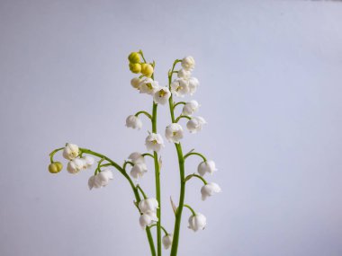 Vadideki Zambak 'ın (Convallaria majalis) tatlı kokulu, çan şeklinde beyaz çiçekleri parlak güneş ışığında beyaz arka planda izole edilmiş yakın çekim makro çekimi. Zarif çiçek arkaplanı