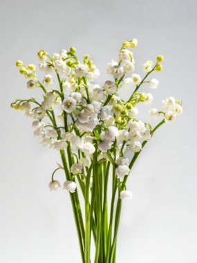 Vadi zambağı buketi parlak güneş ışığında beyaz arka planda izole edilmiş. Zarif çiçek arkaplanı. Vadi Zambağı 'nın çan şeklinde beyaz çiçekleri (Convallaria majalis))