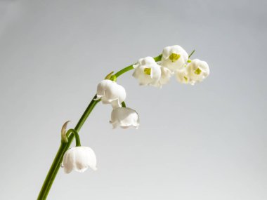 Vadideki Zambak 'ın (Convallaria majalis) tatlı kokulu, çan şeklinde beyaz çiçekleri parlak güneş ışığında beyaz arka planda izole edilmiş yakın çekim makro çekimi. Zarif çiçek arkaplanı