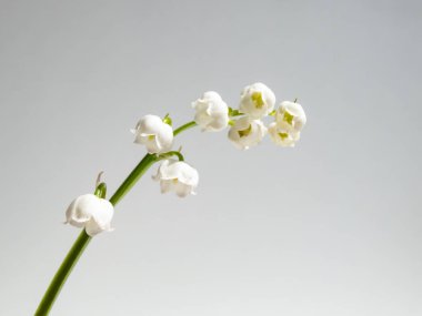 Vadideki Zambak 'ın (Convallaria majalis) tatlı kokulu, çan şeklinde beyaz çiçekleri parlak güneş ışığında beyaz arka planda izole edilmiş yakın çekim makro çekimi. Zarif çiçek arkaplanı
