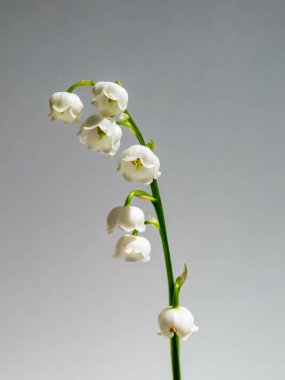 Vadideki Zambak 'ın (Convallaria majalis) tatlı kokulu, çan şeklinde beyaz çiçekleri parlak güneş ışığında beyaz arka planda izole edilmiş yakın çekim makro çekimi. Zarif çiçek arkaplanı