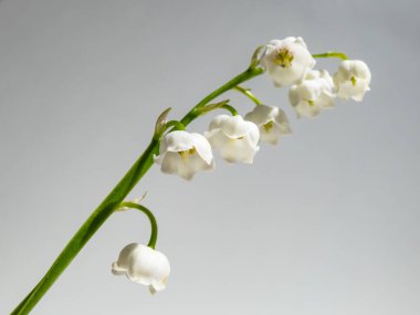 Vadideki Zambak 'ın (Convallaria majalis) tatlı kokulu, çan şeklinde beyaz çiçekleri parlak güneş ışığında beyaz arka planda izole edilmiş yakın çekim makro çekimi. Zarif çiçek arkaplanı