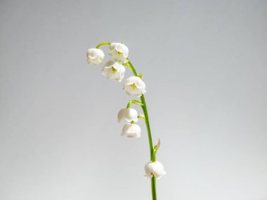 Vadideki Zambak 'ın (Convallaria majalis) tatlı kokulu, çan şeklinde beyaz çiçekleri parlak güneş ışığında beyaz arka planda izole edilmiş yakın çekim makro çekimi. Zarif çiçek arkaplanı