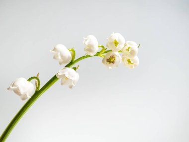 Vadideki Zambak 'ın (Convallaria majalis) tatlı kokulu, çan şeklinde beyaz çiçekleri parlak güneş ışığında beyaz arka planda izole edilmiş yakın çekim makro çekimi. Zarif çiçek arkaplanı