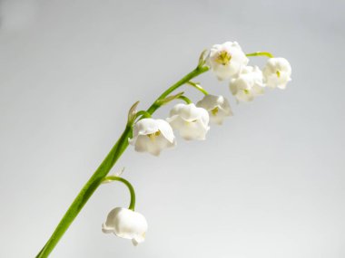 Vadideki Zambak 'ın (Convallaria majalis) tatlı kokulu, çan şeklinde beyaz çiçekleri parlak güneş ışığında beyaz arka planda izole edilmiş yakın çekim makro çekimi. Zarif çiçek arkaplanı
