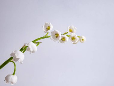 Vadideki Zambak 'ın (Convallaria majalis) tatlı kokulu, çan şeklinde beyaz çiçekleri parlak güneş ışığında beyaz arka planda izole edilmiş yakın çekim makro çekimi. Zarif çiçek arkaplanı