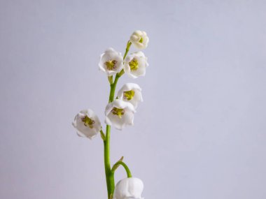 Vadideki Zambak 'ın (Convallaria majalis) tatlı kokulu, çan şeklinde beyaz çiçekleri parlak güneş ışığında beyaz arka planda izole edilmiş yakın çekim makro çekimi. Zarif çiçek arkaplanı