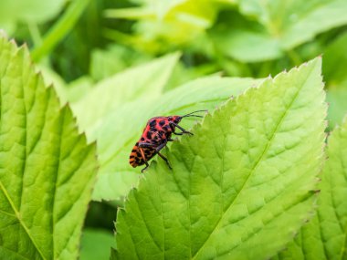 Yetişkin çizgili kalkan böceği (Graphosoma lineatum) yazın yeşil bir yaprak üzerinde yürür, kırmızı ve geniş siyah boylamsal çizgileri vardır. Alt görünüm - birçok küçük siyah noktalı kırmızı
