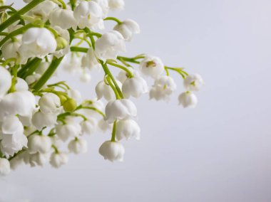 Tatlı kokulu, çan şeklinde, vadideki Zambak 'ın (Convallaria majalis) tatlı kokulu beyaz çiçekleri beyaz arka planda, parlak güneş ışığında izole edilmiştir. Zarif çiçek arkaplanı